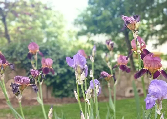 Collection Centre-ville Gare * Dijon